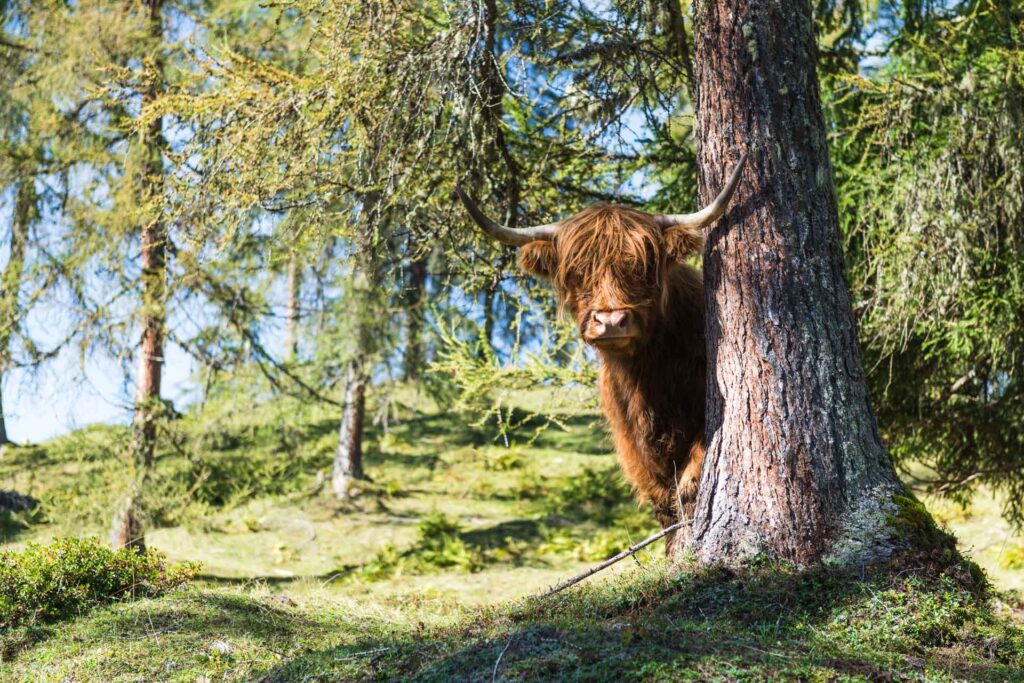 Highland Cattle On The Meadows Of The Mountain Pastures Around Altenmarkt-Zauchensee In Their Summer Vacation